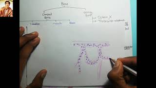 14 How to Draw Spongy BoneHistologyExams Prep [upl. by Eleahcim]