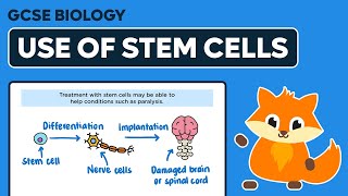 Use of Stem Cells  GCSE Biology [upl. by Nyrhtak]