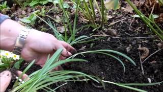 Propagating snowdrops Galanthus by bulb division [upl. by Cassandra]