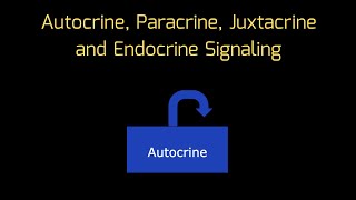 Cell Signaling in ONE MINUTE Autocrine Paracrine Juxtacrine and Endocrine Signaling  MCAT [upl. by Esdras507]