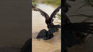 Black Changeable Hawk Eagle trying hunt hen is walking on the ground for it’s food without mercy🦅 [upl. by Ydoow189]