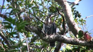 Ornate HawkEagle [upl. by Nigen482]