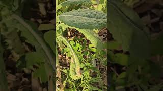 Heat loving peanuts thriving with no care gardening zone10 vegetablegardening floridagarden [upl. by Pearline]