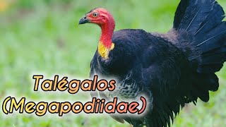 Todo lo que debes conocer acerca de los Talégalos Megapodiidae SafariPix [upl. by Favin913]