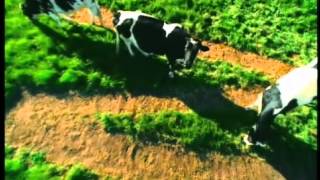 Cows in the Field Commercial [upl. by Copland]