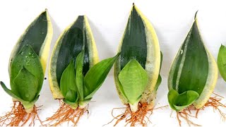 How to Grow and Care Sansevieria Trifasciata from Leaf Cutting [upl. by Tipton]