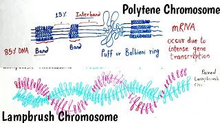 Giant Chromosomes  Polytene Chromosomes and Lampbrush Chromosomes  Giant Chromosome Hindi amp Eng [upl. by Dina]