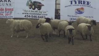 True Grit Extreme Bull Bash pt 2 Mutton Bustin [upl. by Wahs]