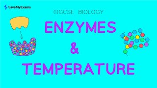 Enzymes and Temperature  IGCSE amp GCSE Biology Revision [upl. by Rehm]