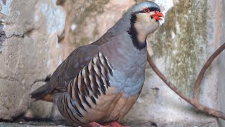 Chukar partridge sounds naturally [upl. by Tannenwald625]