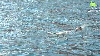 Mediterranean Monk Seal Monachus monachus off Madeira [upl. by Thay]