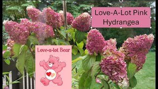 LoveALot Pink Hydrangea in Standard Form [upl. by Annohsal]