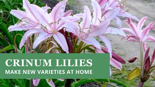 Crinum Lilies  How To Make New Varieties at Home stepbystep [upl. by Aicyle]