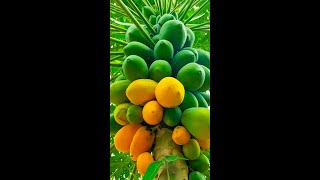 Grow papaya plant from papaya plant cuttingkatinggraftingplantreelsvideo [upl. by Garcon54]