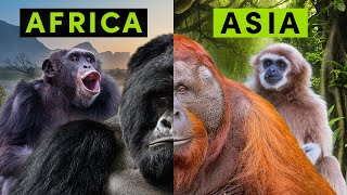 All 4 Types of NonHuman Ape  A Detailed Comparison [upl. by Keriann]