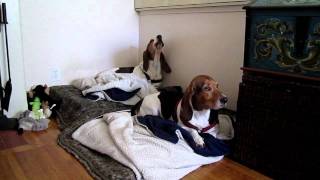 Floppy the Basset Hound Sings Along to Piano [upl. by Delphinia]