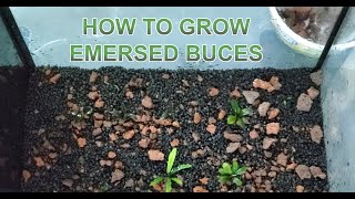 How to grow emersed Bucephalandra [upl. by Labannah559]