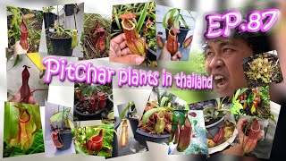 EP87 เสือ11ตัว และหม้อข้าวหม้อแกงลิงไทย Pitcher plants in thailand [upl. by Yrogerg]