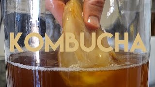 Beginners Guide To Fermentation Kombucha Making [upl. by Shakespeare618]