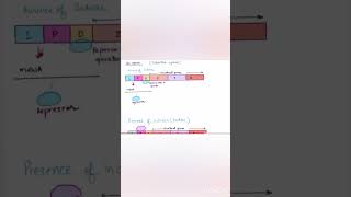 Regulation of gene expressionlac operoninducible operonytviral ytshortsvideo [upl. by Stoeber]