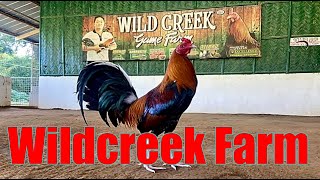 Lets Visit The Farm Of Wildcreek Gamefarm [upl. by Natanhoj126]