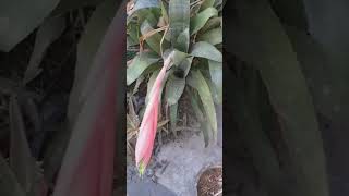 Billbergia nutansblooming gardenflowerplants bloomingflowers flowers nature garden [upl. by Vinny989]