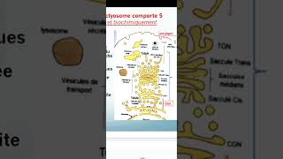 Cytologie Système endomembranaire 2  lAppareil de Golgi ✅ [upl. by Cost138]