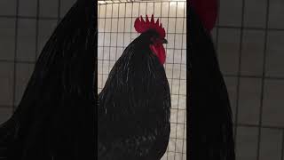 Araucana vs Australorps Hahn Krähbattle [upl. by Arihas]