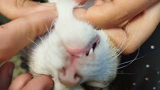 Overcoming ticks and fleas on my beloved cat🐱 [upl. by Norraa]