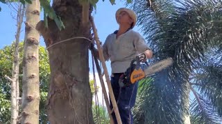 Vua khỉ miền tây cưa mé nhánh cây Dầu cao to Sawing a giant Dipterocarpus alatus tree [upl. by Meirrak204]