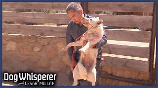 Stubborn Wild Dog Refuses To Be Domesticated  S4 Ep 2  Dog Whisperer With Cesar Millan [upl. by Llet]