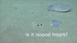 Real Isopod Hours [upl. by Eclud]