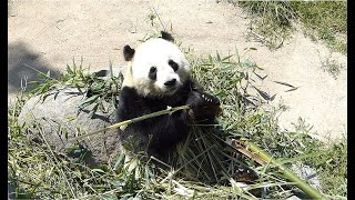 Jättepanda äter bambu Giant Panda at Copenhagen Zoo Zoologisk Have København [upl. by Moises372]