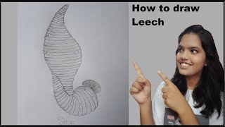 Leech जोंक diagram  Biology project file  Drawing with Palak Goud [upl. by Anaitsirc]