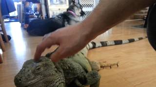 6 foot iguana bobbing head [upl. by Marigold]