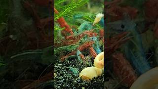 Best Shrimp Colors to Mix neocaridinashrimp aquarium [upl. by Dressel53]