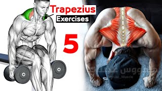 How To Build Your Trapezius Fast 5 Effective Exercisesتمارين ترابيس [upl. by Yahc]