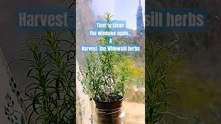 HERB GARDEN ON THE WINDOWSILLROSEMARY HARVEST [upl. by Anilag]