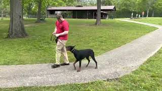 Does A Personal Protection Dog Have Manners Home Raised 9 Mo Doberman quotUlanquot Park Obedience Session [upl. by Atteuqram745]