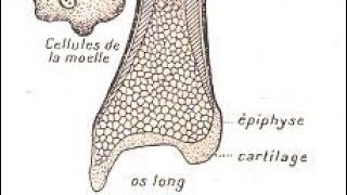 Tissu osseux 1 ére année médecine médecine dentaire et pharmacie education pharmacie medical [upl. by Olifoet]