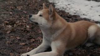 Hachi A Dogs Tale Full Movie Facts amp Review  Richard Gere  Joan Allen [upl. by Amihsat492]