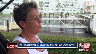 Bluegreen algae now detected in Pinellas County waterways [upl. by Otilegna792]