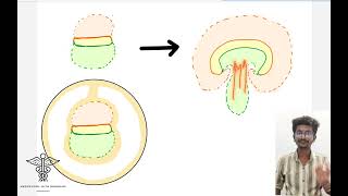 GENERAL EMBROLOGY  FOLDINGS OF THE EMBRYO [upl. by Chan52]