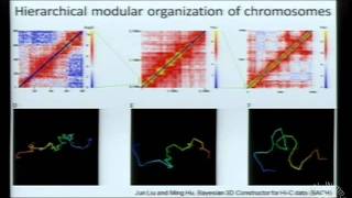 Throwing Transcription for a Loop The Role of Chromatin Insulators in the 3D Nucleus [upl. by Bilat]