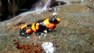 Oophaga lehmanni [upl. by Nohj310]