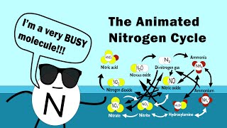 The Nitrogen Cycle Animated [upl. by Lenahtan880]