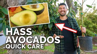 How to Grow Hass Avocados Quick Care Guide [upl. by Moorish990]