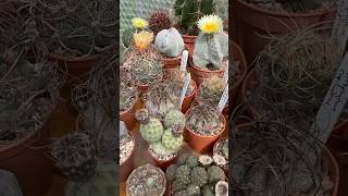 Astrophytum capricorne and myriostigma flowers  cactus bloom  30 July 24 [upl. by Novyart]