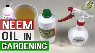 NEEM OIL in GARDEN  Benefits and How to use neem oil for plants  Gardening in English [upl. by Congdon424]