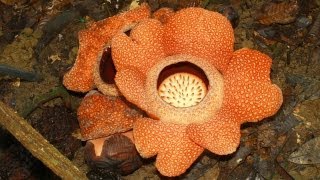 Twin blooming rafflesia rare [upl. by Kuhlman347]